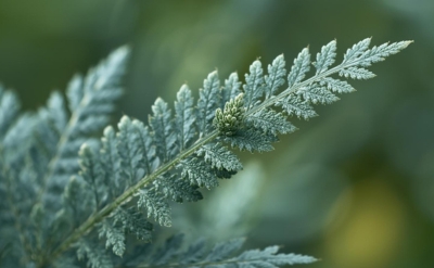 Armoise Fleuressence